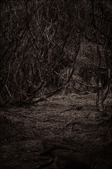 Dark Woods