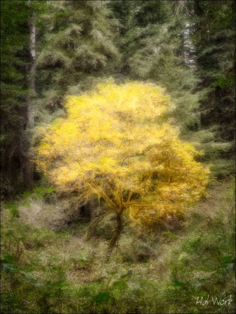 _MG_2441_Pass3_Lg_SumA