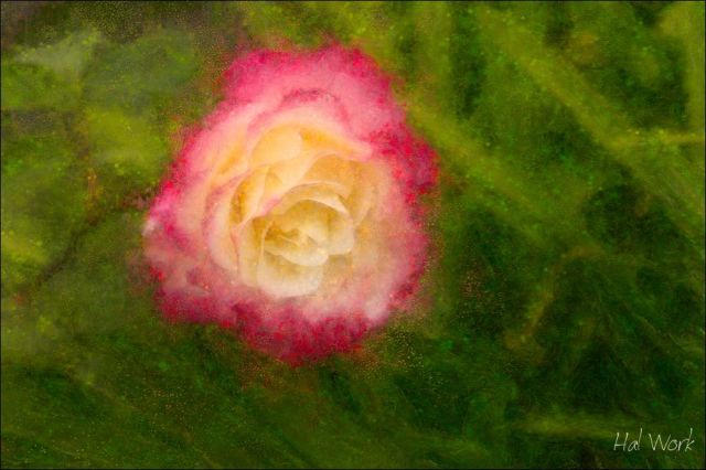 _DSC7946C_CP_Lg_FixBG